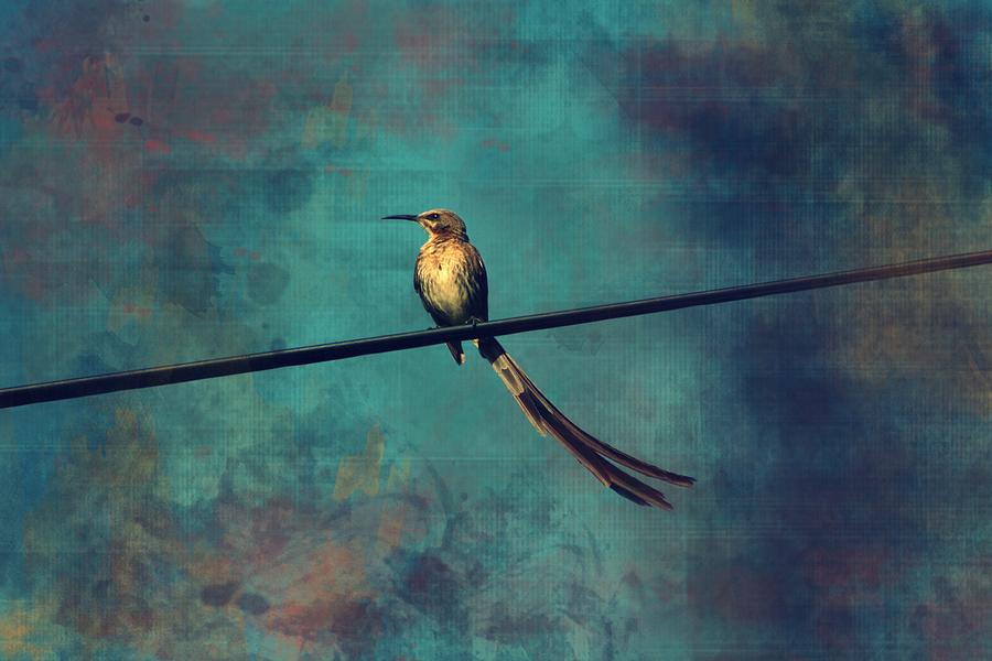 Bird Photograph - Sugarbird by Deborah Hall Barry