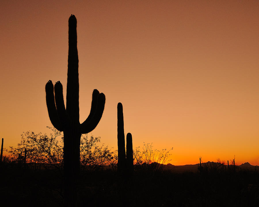 Suguaro Sunset Photograph by Tony Beck