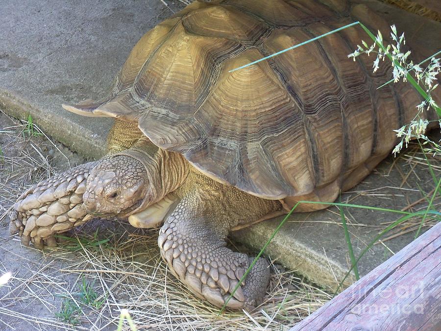 Sulcata Tortoise Photograph by Lorrie Bible - Fine Art America