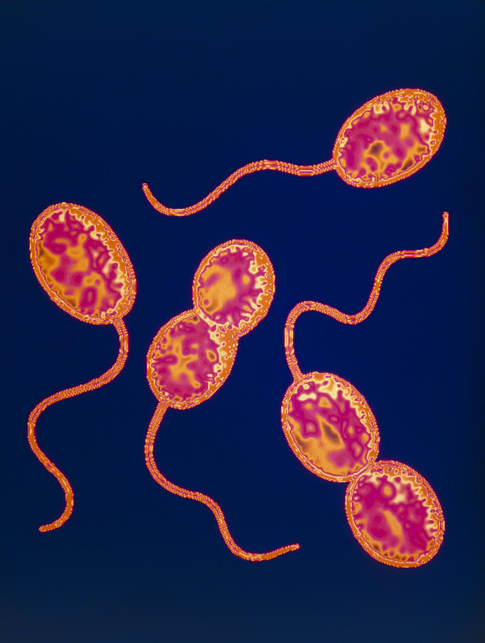 Сероводород бактерии. Серобактерии хемотрофы. Серобактерии и железобактерии. Хемотрофные бактерии. Серобактерии нитрифицирующие бактерии.