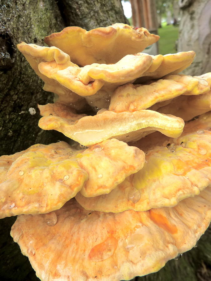 Sulphur Shelf Photograph by Debbie Johansson | Fine Art America