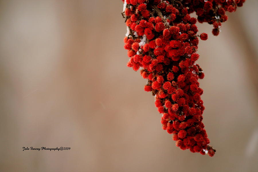 Sumac in December Photograph by Jale Fancey