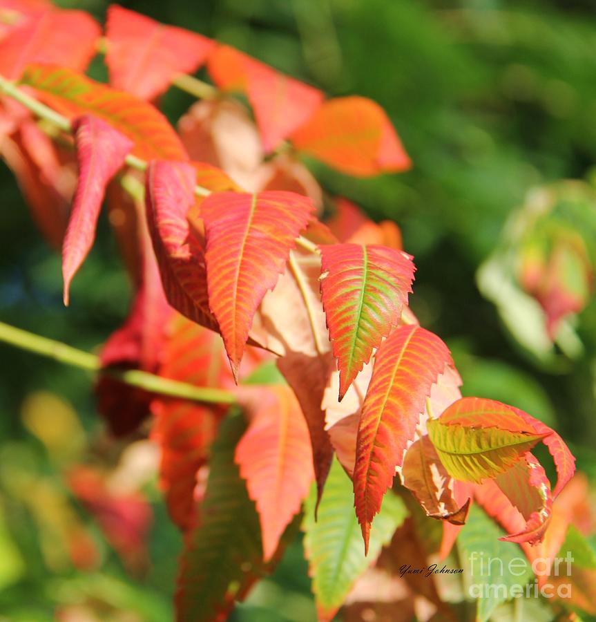 Sumac in fall colors Photograph by Yumi Johnson
