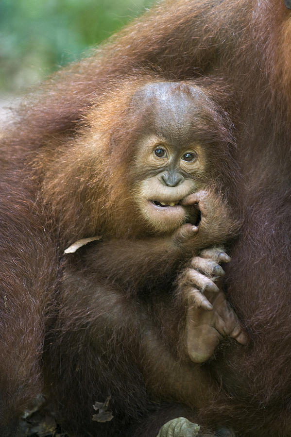 Animal Photograph - Sumatran Orangutan 2.5 Year Old Baby by Suzi Eszterhas