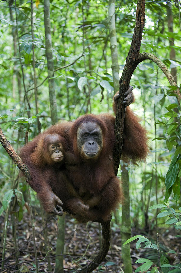 Sumatran Orangutan And Her 2.5 Year Old Photograph by Suzi Eszterhas