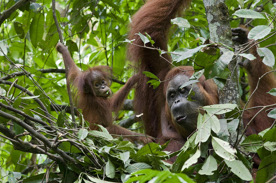 Animal Photograph - Sumatran Orangutan And Her 9 Month Old by Suzi Eszterhas