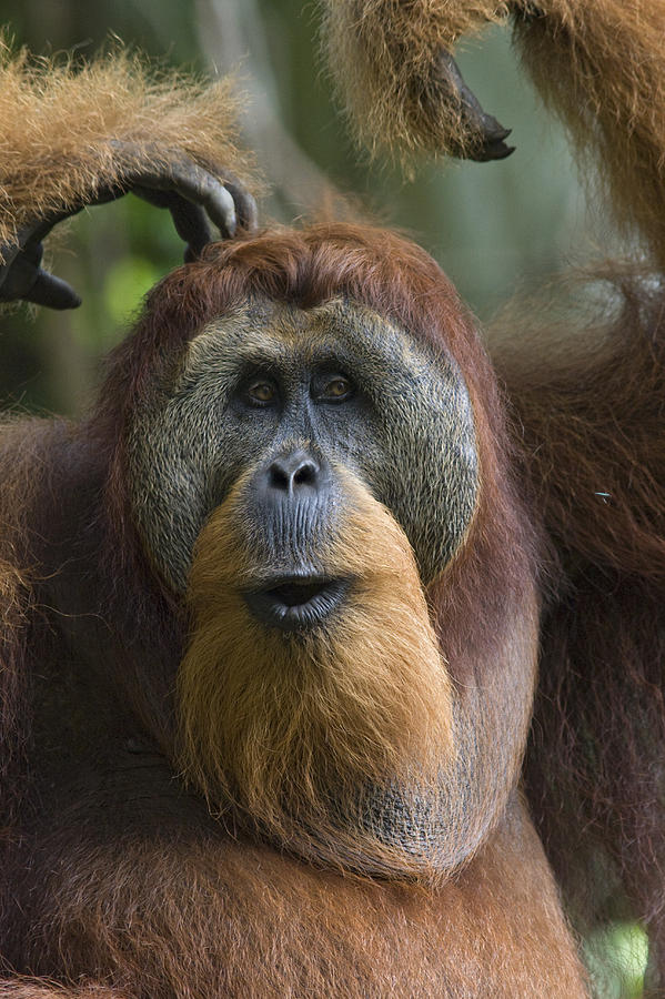 Animal Photograph - Sumatran Orangutan Male Calling Gunung by Suzi Eszterhas