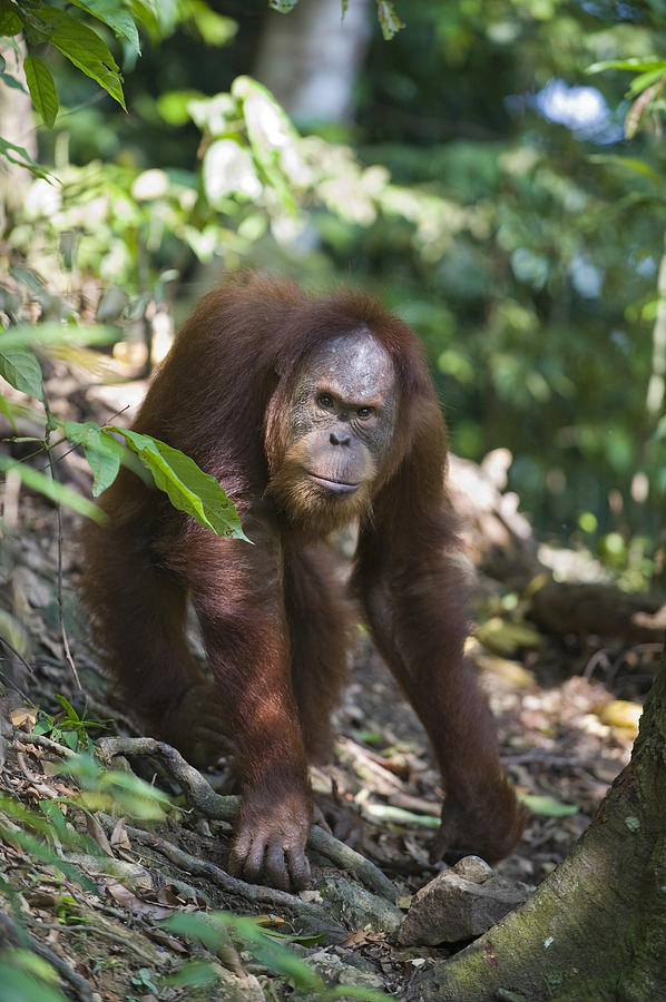 Animal Photograph - Sumatran Orangutan Male Gunung Leuser by Suzi Eszterhas