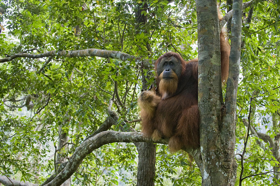 Animal Photograph - Sumatran Orangutan Male In Tree Gunung by Suzi Eszterhas