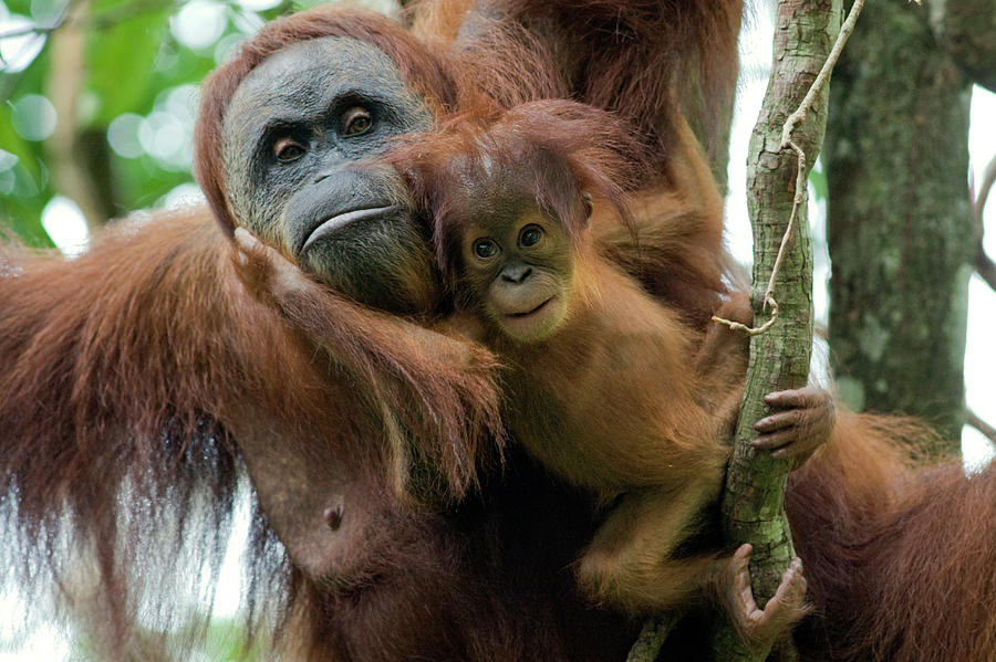 Ape Photograph - Sumatran Orangutan Pongo Abelii Mother by Suzi Eszterhas