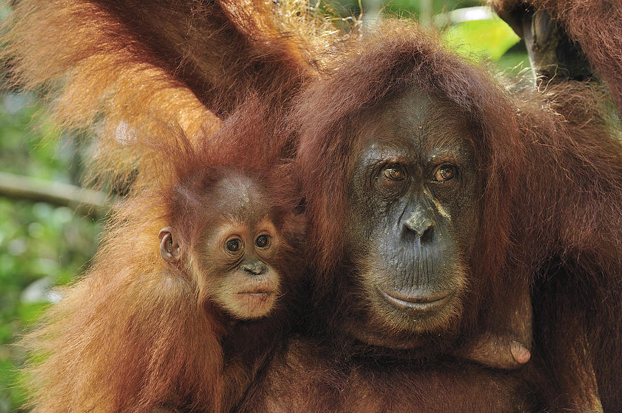 Ape Photograph - Sumatran Orangutan Pongo Abelii Mother by Thomas Marent