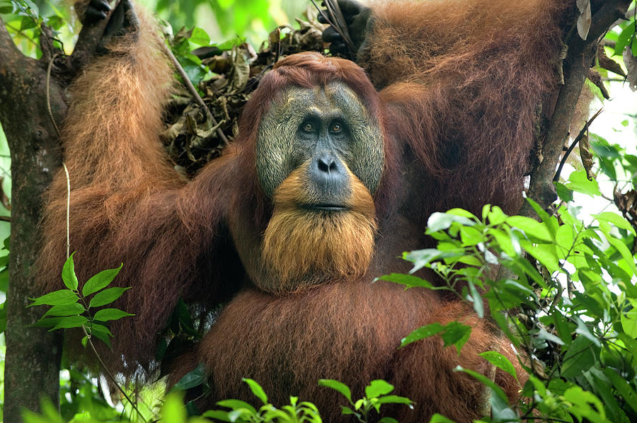 Sumatran Orangutan Pongo Abelii Photograph by Suzi Eszterhas