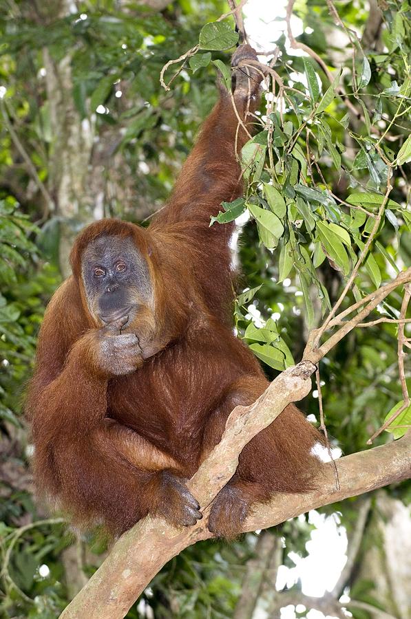 Nature Photograph - Sumatran Orangutan by Tony Camacho