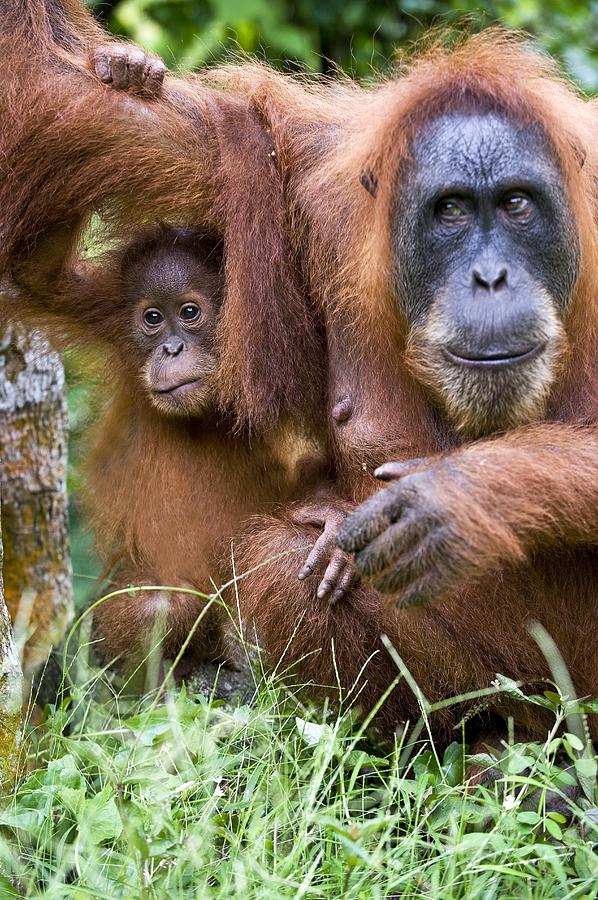 Nature Photograph - Sumatran Orangutans by Tony Camacho