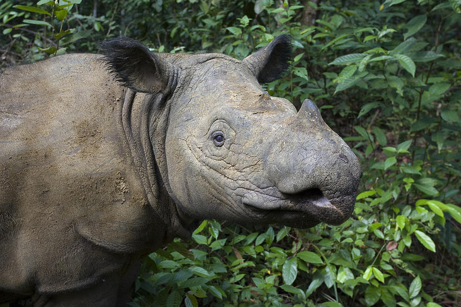 sumatran rhinoceros drawing