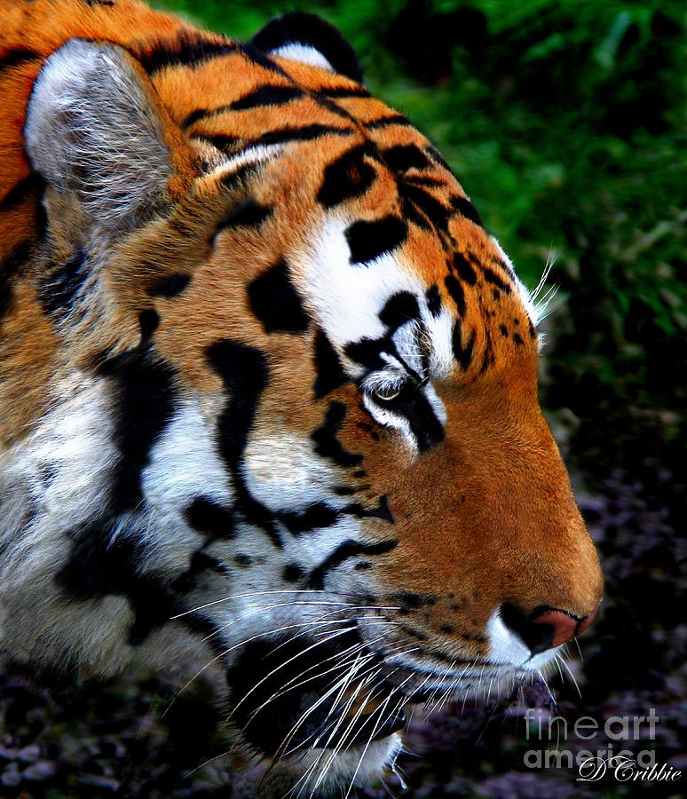 Sumatran Strength Photograph by Davandra Cribbie