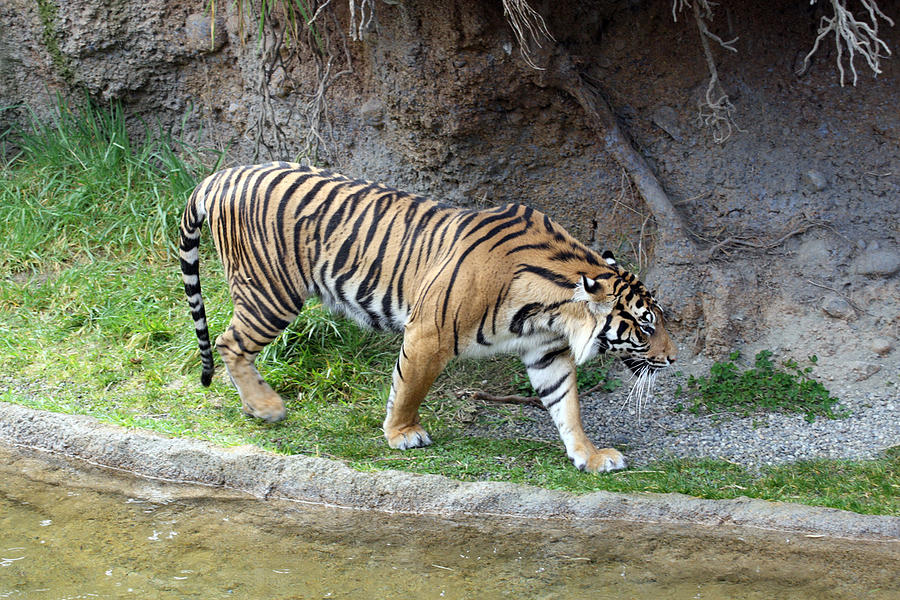 Sumatran Tiger - 0003 Photograph by S and S Photo - Fine Art America