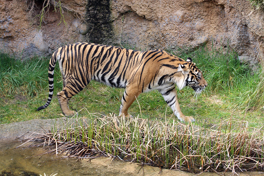 Sumatran Tiger - 0006 Photograph By S And S Photo - Pixels