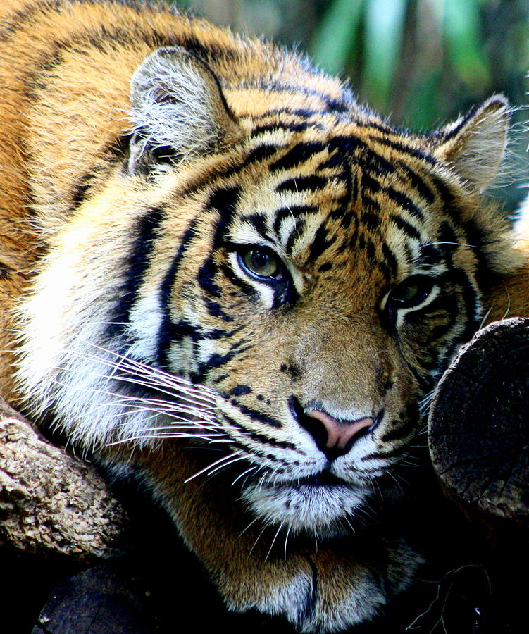 Sumatran Tiger - Melbourne Zoo Photograph by Tam Graff | Fine Art America