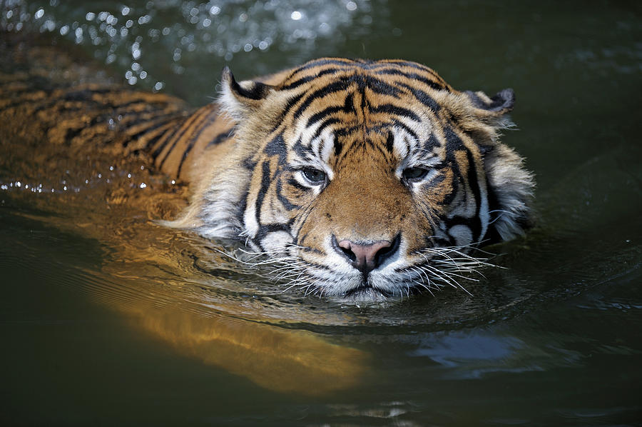 Sumatran Tiger , Panthera Tigris Sumatrae Photograph by Ronald Wittek