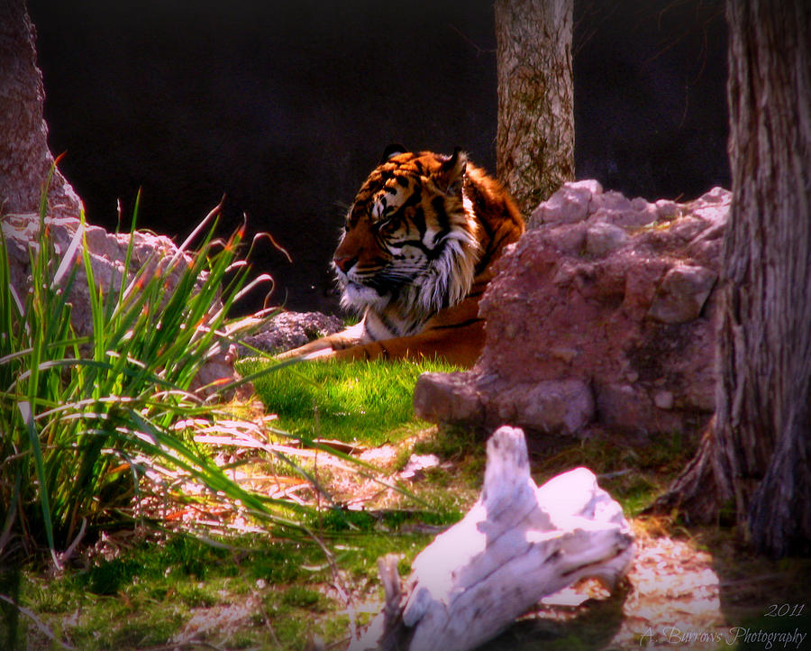 Sumatran Tiger Photograph by Aaron Burrows