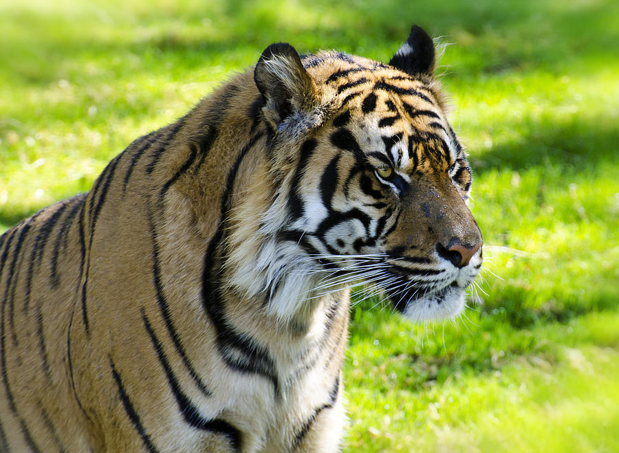 Sumatran Tiger Portrait  Photograph by Saija Lehtonen