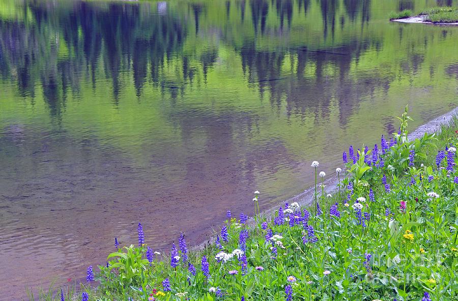 Mount Rainier National Park Photograph - Summer abstract at Tipsoo Lake by John Chao