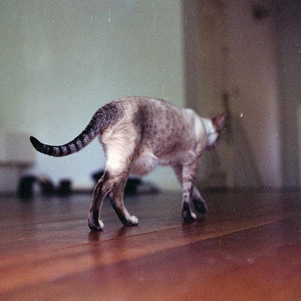 Cat Photograph - Summer And #expired #film Reveal by Andy Kleinmoedig