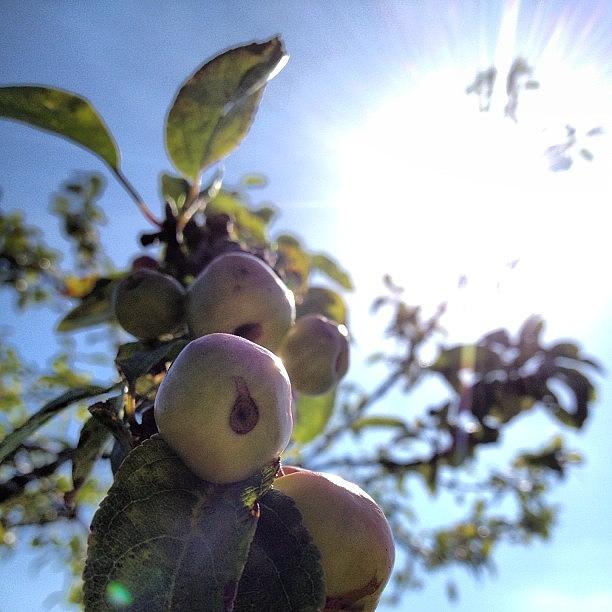 Summer Photograph - Summer Apples by Rillaith