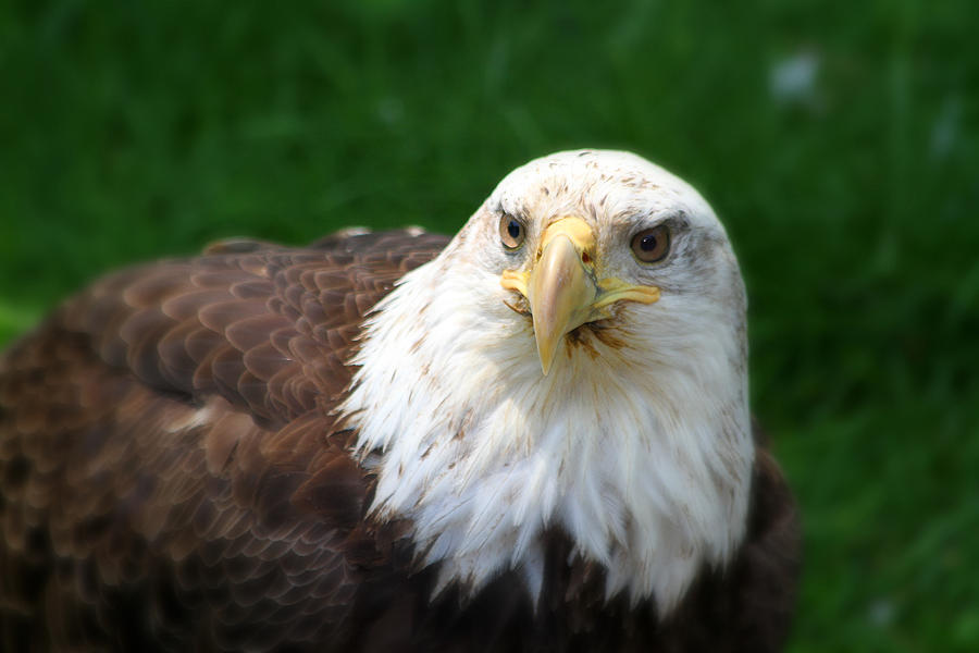 Eagle Photograph - Summer Bald Eagle  by Karol Livote