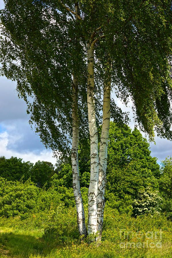Tree Photograph - Summer Birches by Lutz Baar