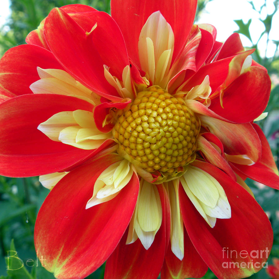 Summer Dahlia at Nebraska City Photograph by Christine Belt - Fine Art ...