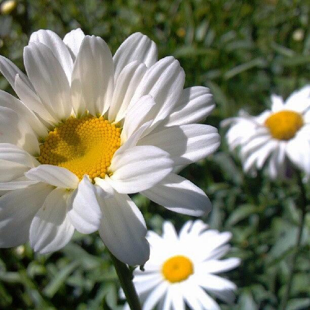 Summer Photograph - #summer #daisy #garden #flower #bloom by Carla From Central Va  Usa