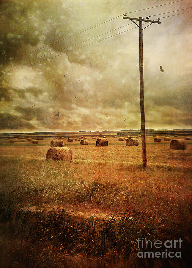 Summer fields of with bales of hay Photograph by Sandra Cunningham
