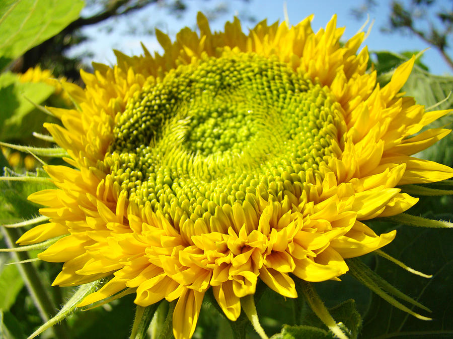 Summer Floral Art Prints Yellow Sunflower Photograph
