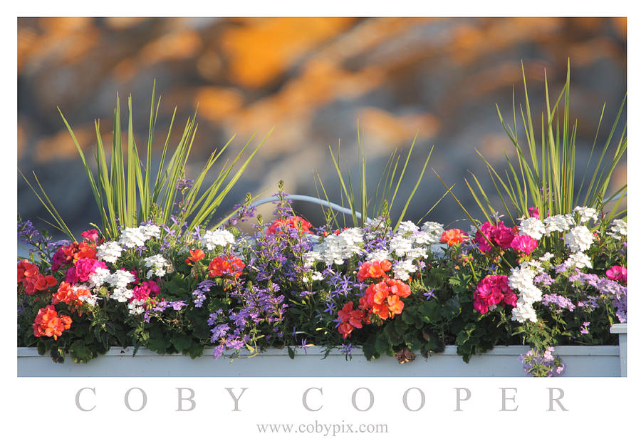 Summer Floral Photograph by Coby Cooper