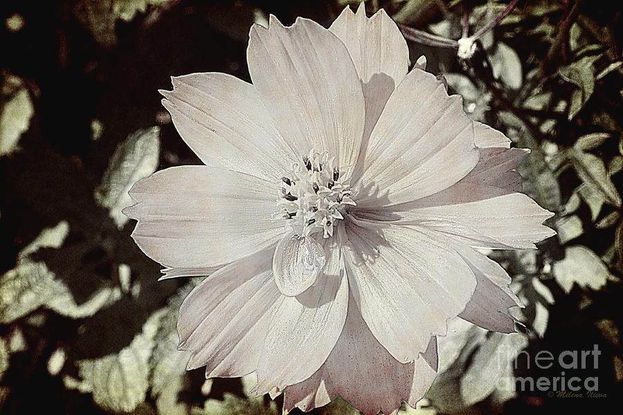 Summer Flower Photograph by Milena Ilieva