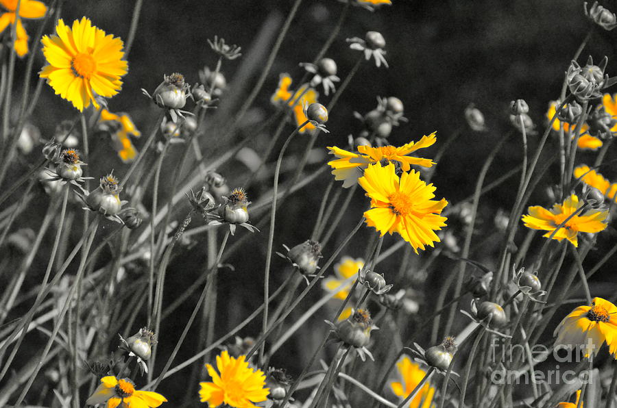 Summer Flowers Photograph by Carol  Bradley