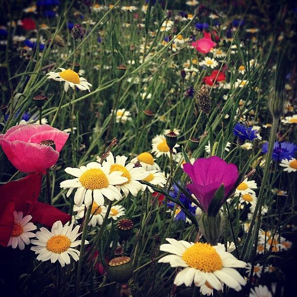Summer Photograph - #summer #flowers #flower #instagood by Jake Baxter
