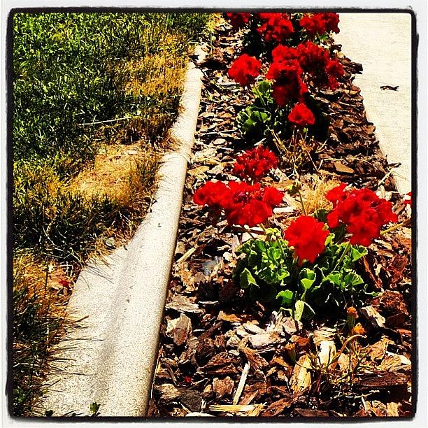 Summer Photograph - #summer #flowers #red #green #cement by Cassidy Taylor