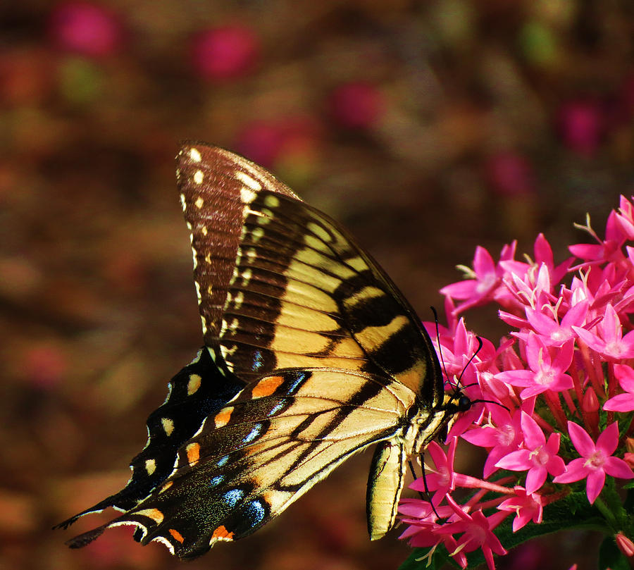 Summer Flutters Photograph by Vijay Sharon Govender