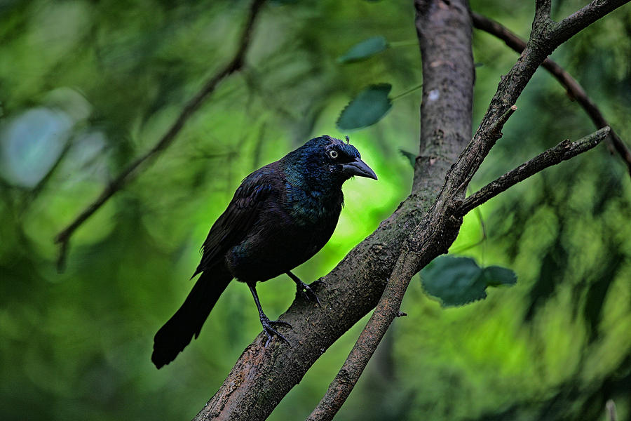 Bird Photograph - Summer Grackle by Karol Livote