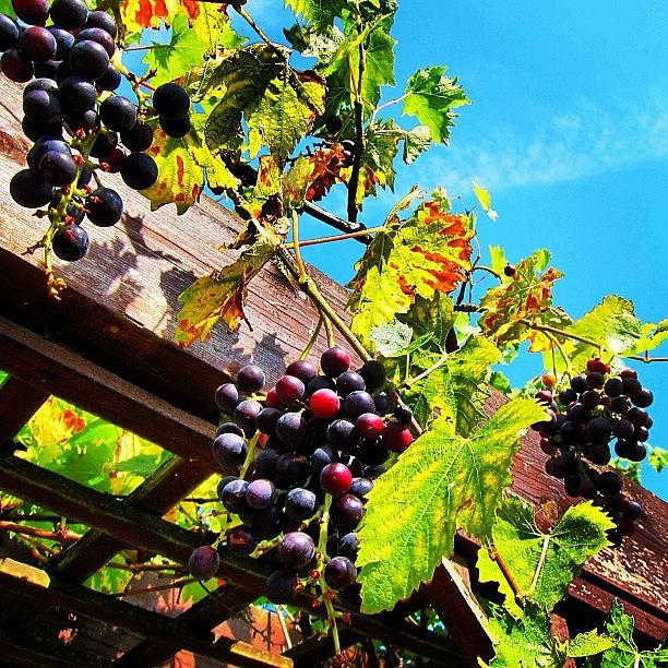 London Photograph - Summer Grapes #iphoneography by Brenda Wan