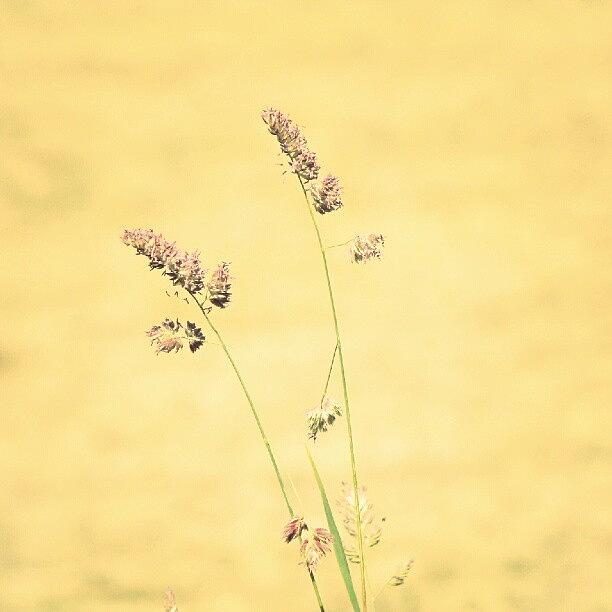 Summer Photograph - #summer #grass ... #grasses #spikes by Linandara Linandara