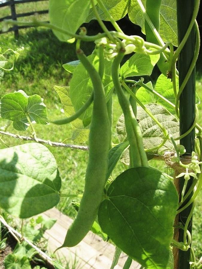 Summer Green Beans Photograph by Deb Martin-Webster