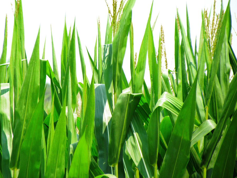 Summer Harvest Photograph by Justin Keener | Fine Art America