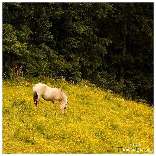 Nature Photograph - Summer #horse #nature #hønefoss #oslo by Thomas Berger