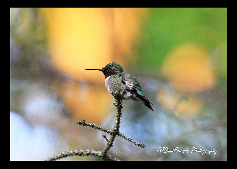 Summer Hummer Photograph by PJQandFriends Photography
