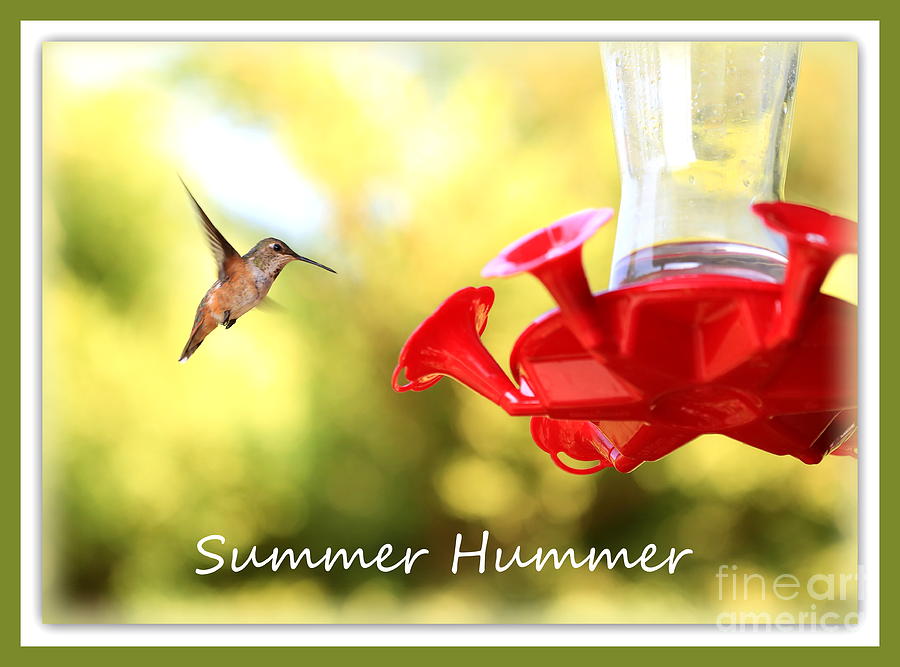 Summer Hummer Poster Photograph by Carol Groenen
