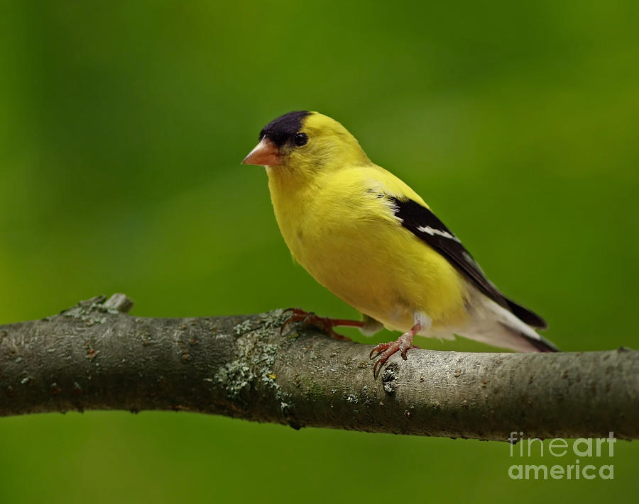 Wildlife Photograph - Summer Joy - Male Gold Finch by Inspired Nature Photography Fine Art Photography